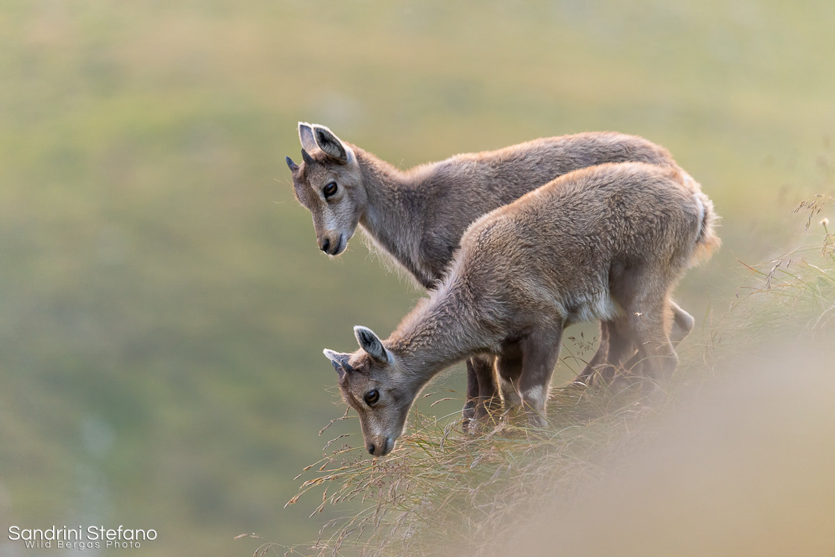 "Cosa faccio??? Scendo prima io o prima tu?"