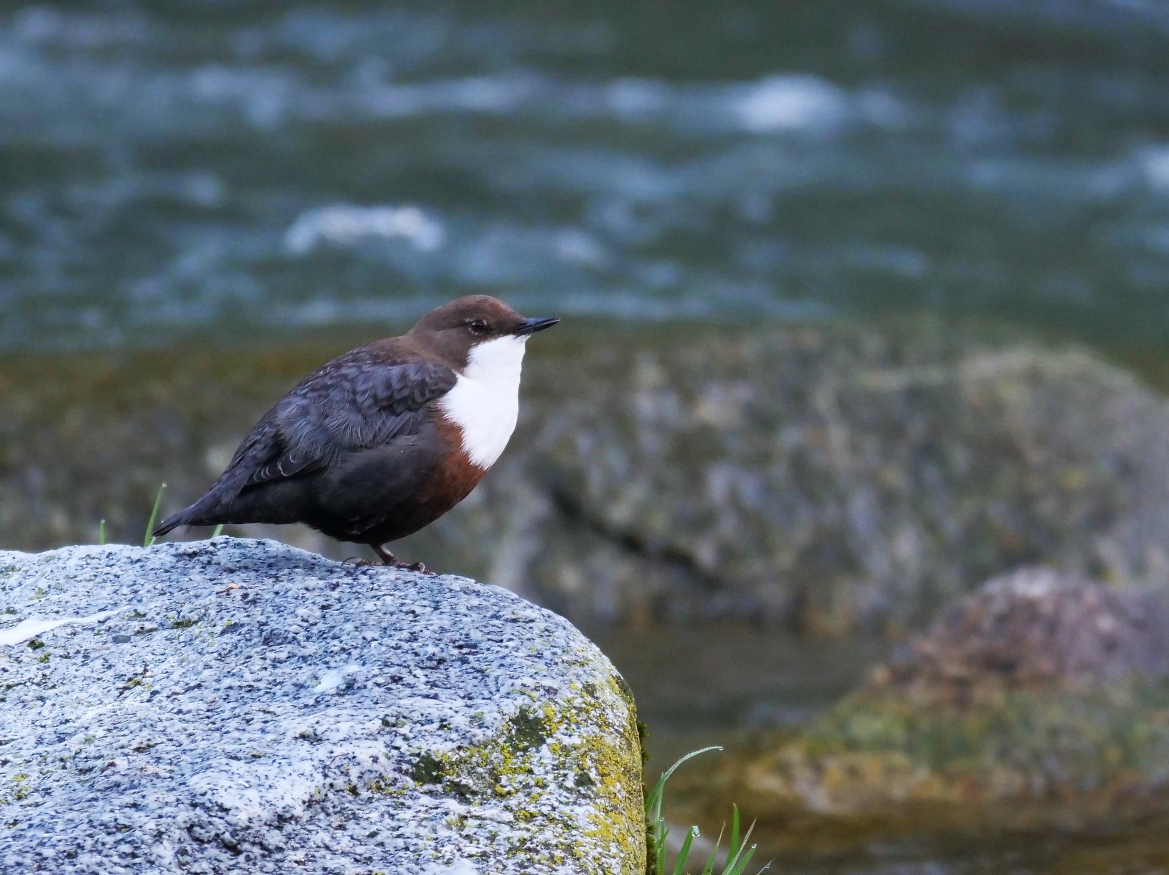 Merlo acquaiolo (Cinclus cinclus)
