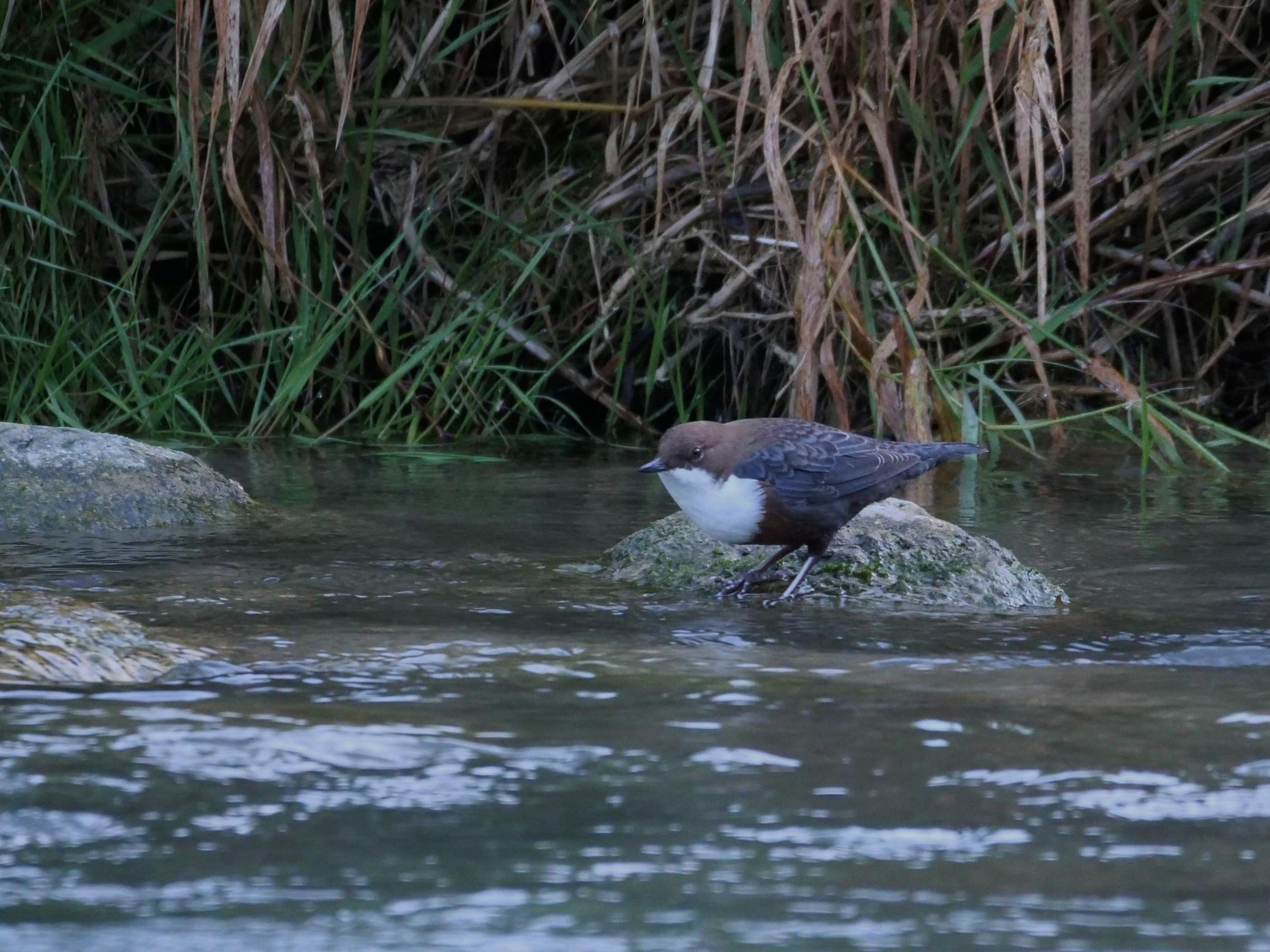 Dipper (Cinclus cinclus)