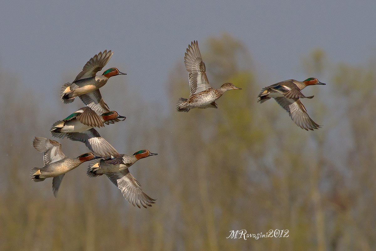 Alzavola gruppo in volo