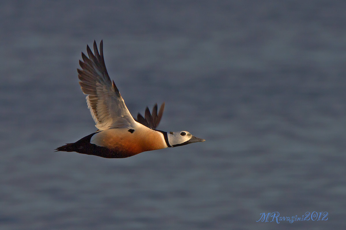Edredone di Steller, maschio adulto in abito nuziale