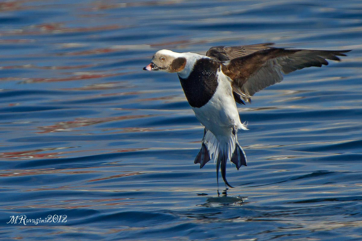 Moretta codona maschio