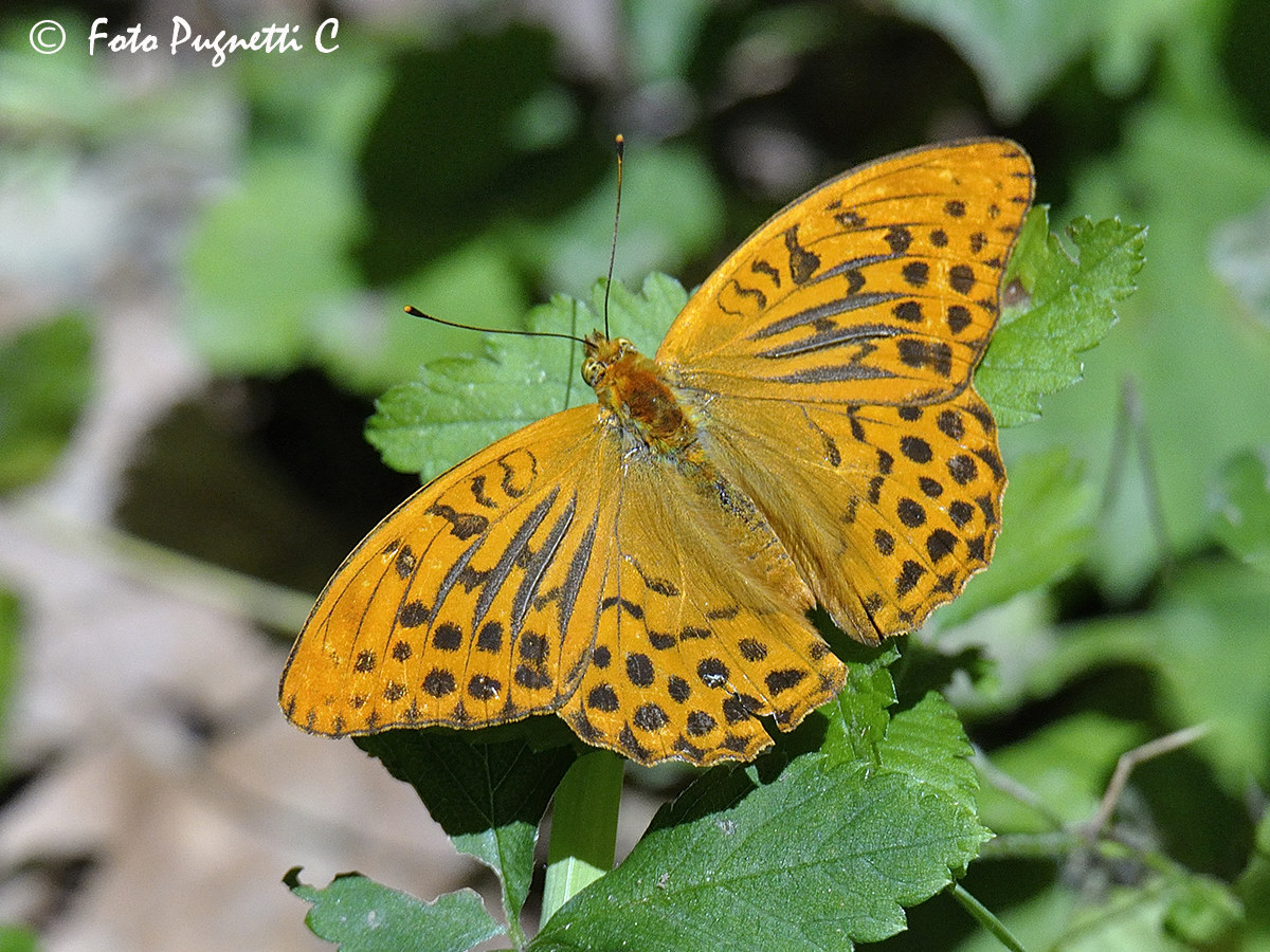 Argynnis Paphia