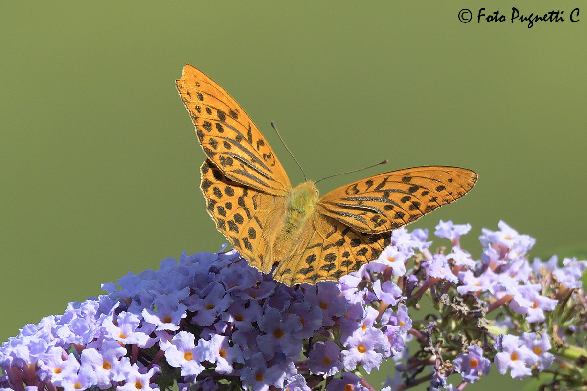 Argynnis Paphia