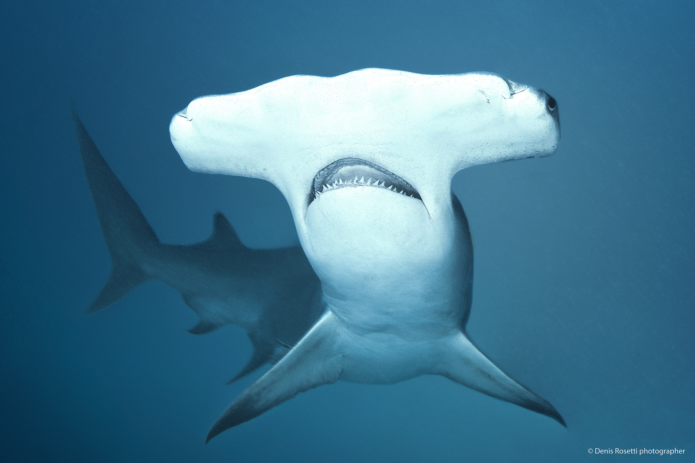 Major Hammerhead shark
