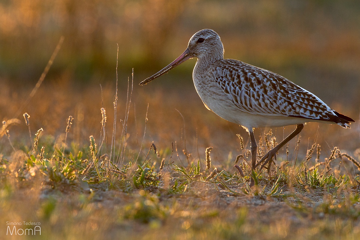 Bar-tailed Godwit - backlight