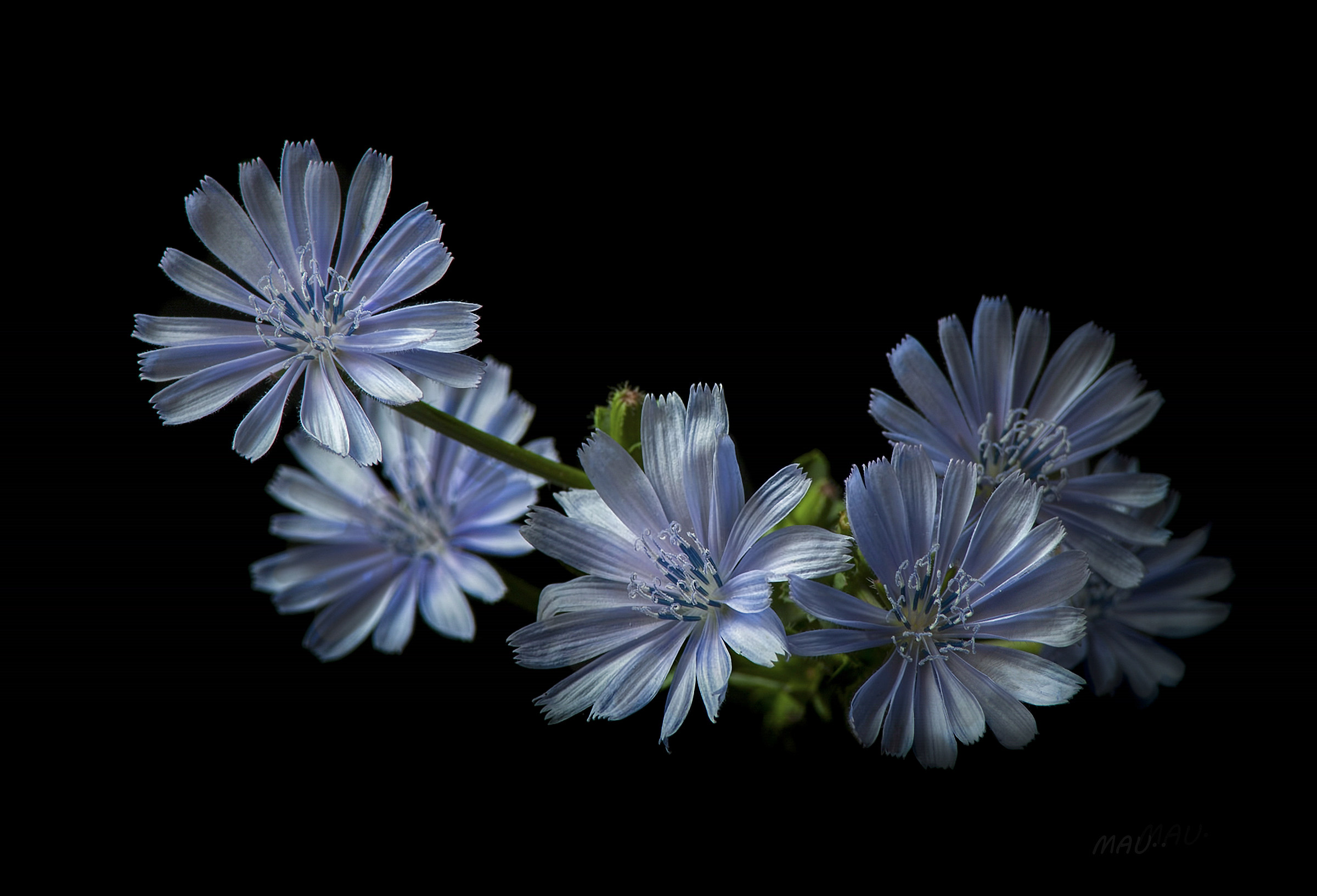 Cichorium intybus, Cicoria comune