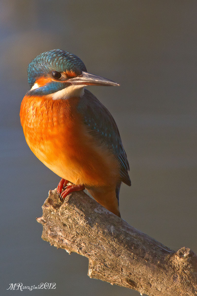 Martin pescatore femmina del primo inverno.