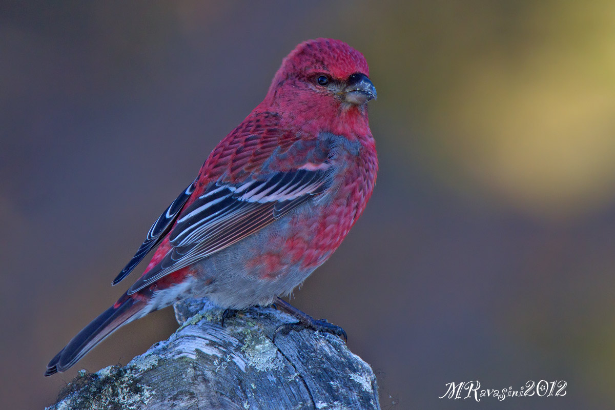 Ciuffolotto delle pinete maschio