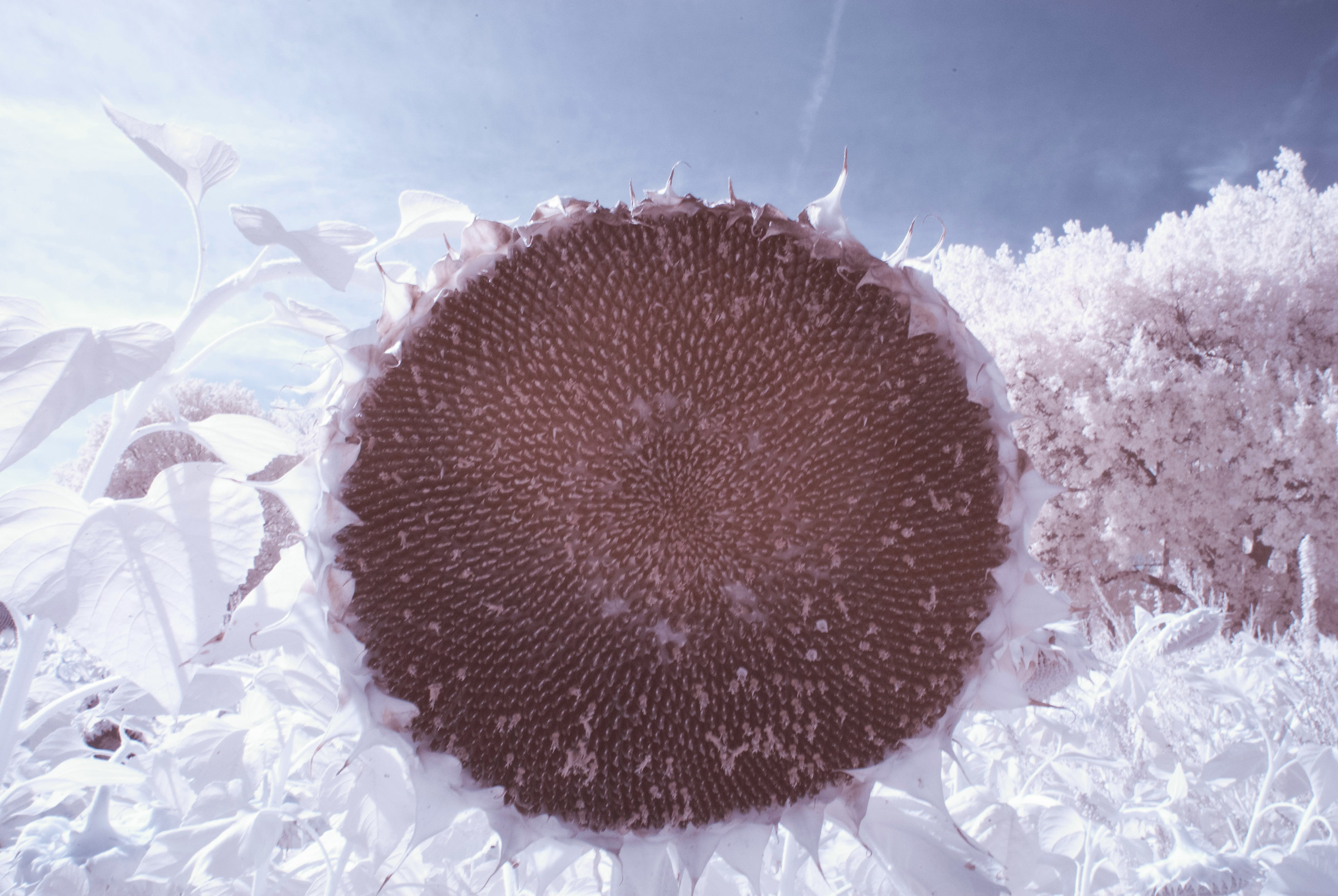 Creatura da un altro mondo