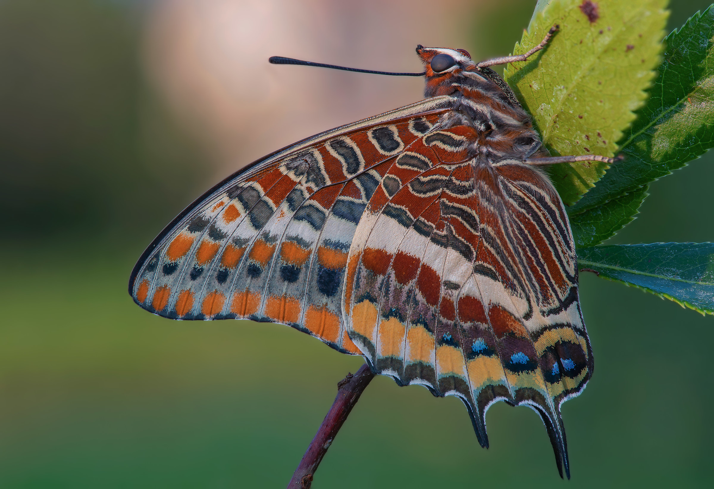 Pasha Charaxes in the morning light