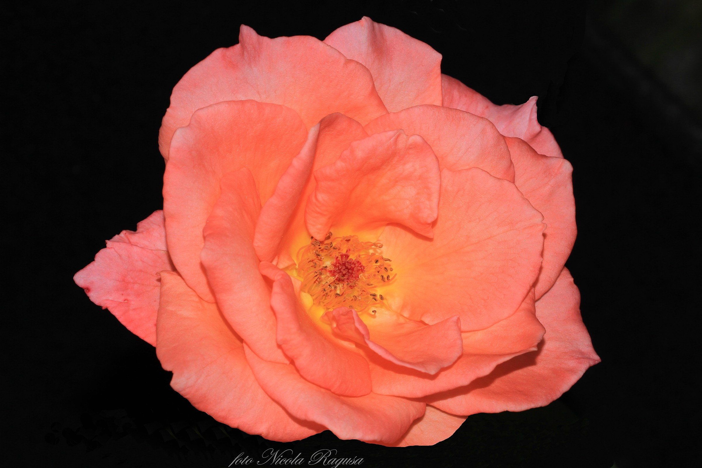 Rosa