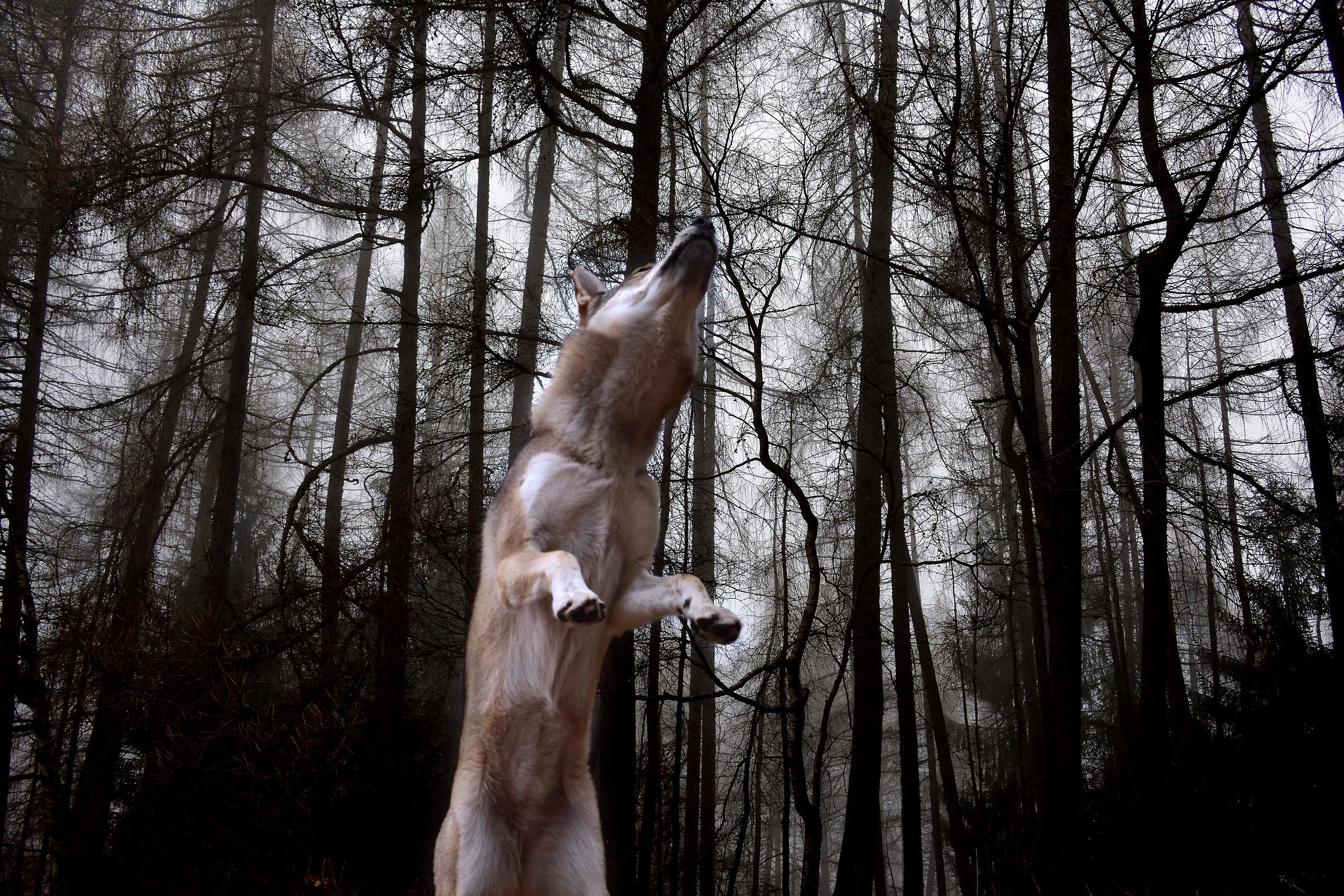 What do you do for the stomach of pork