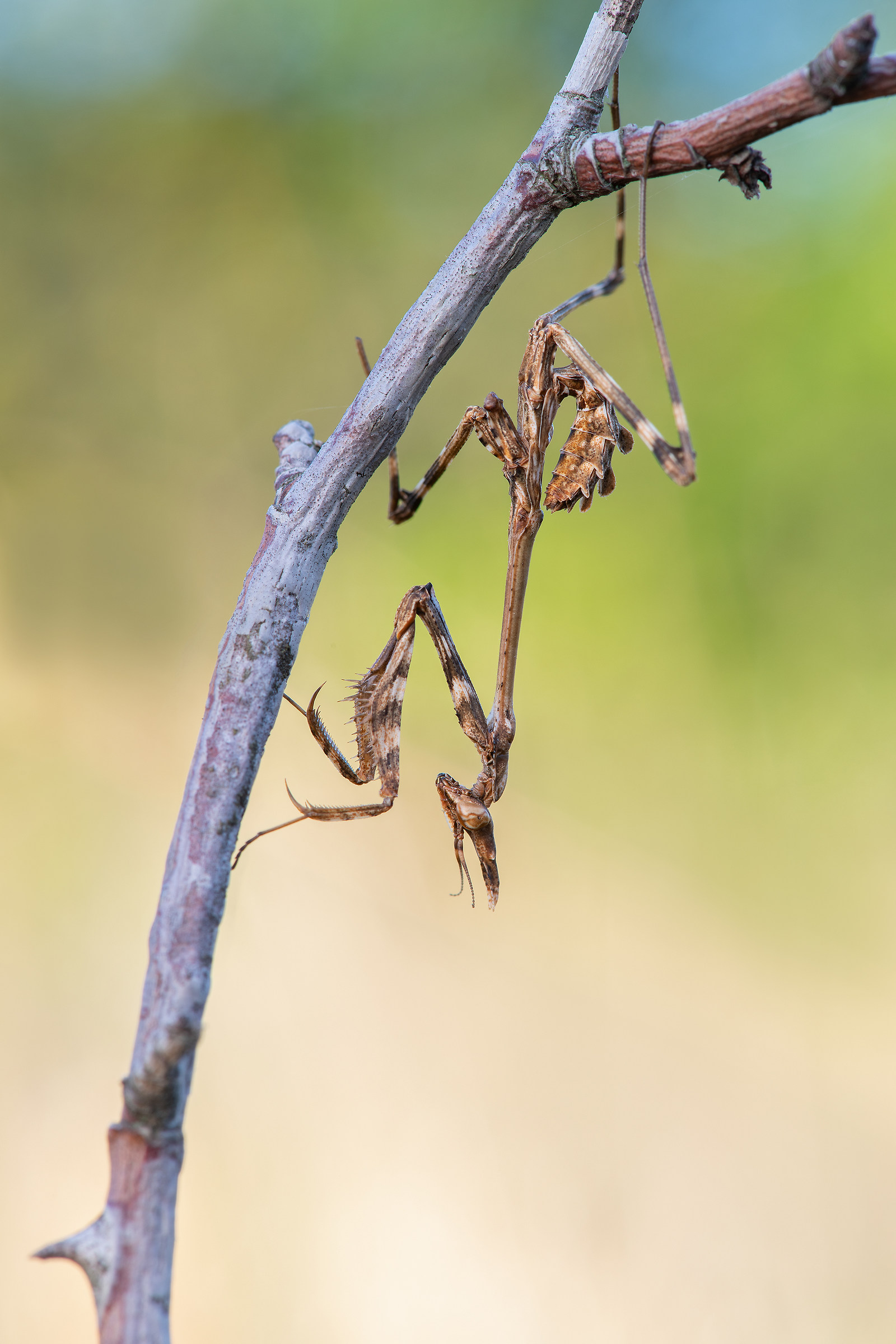Neanide of Empusa picking