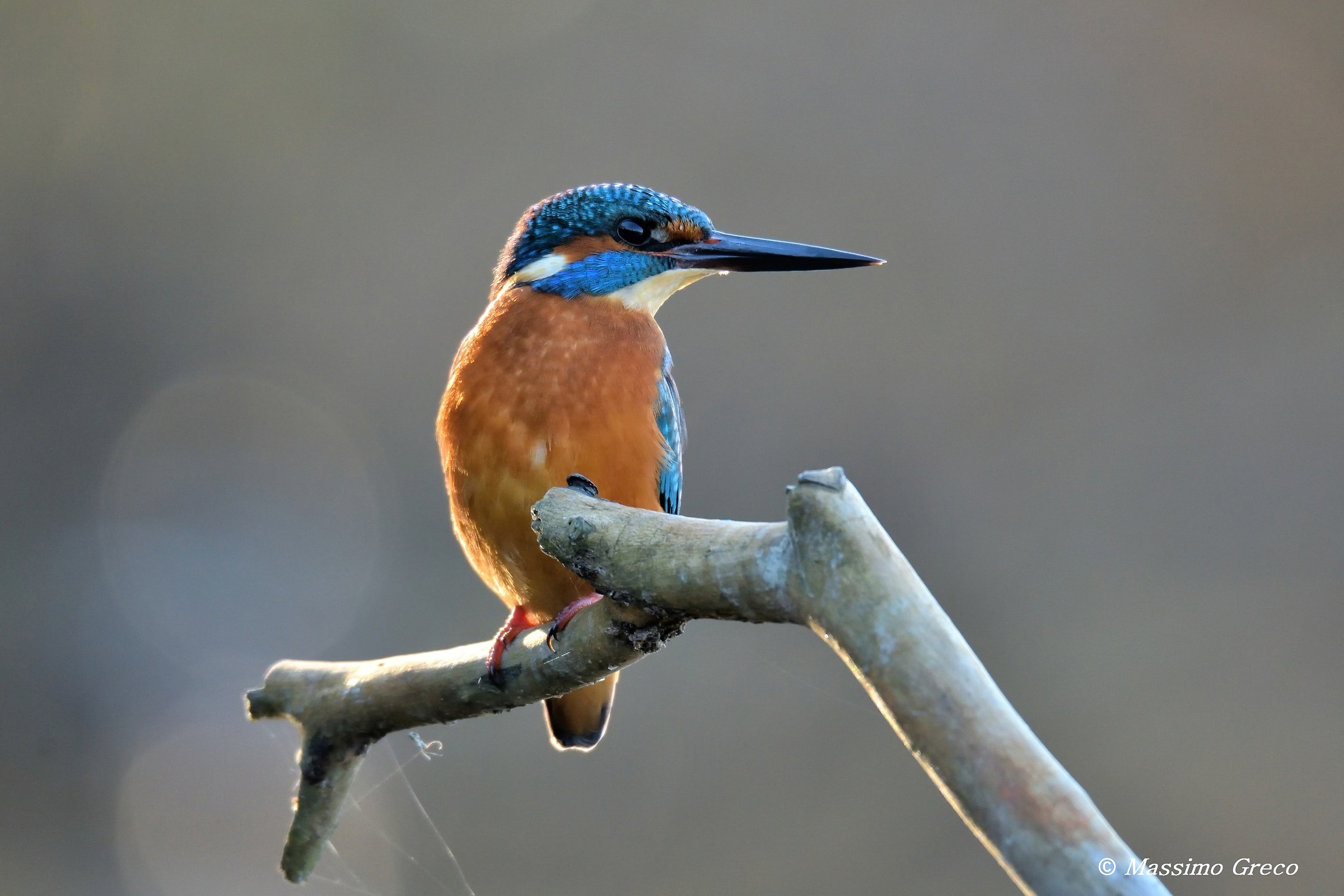 Martin pescatore contro sole