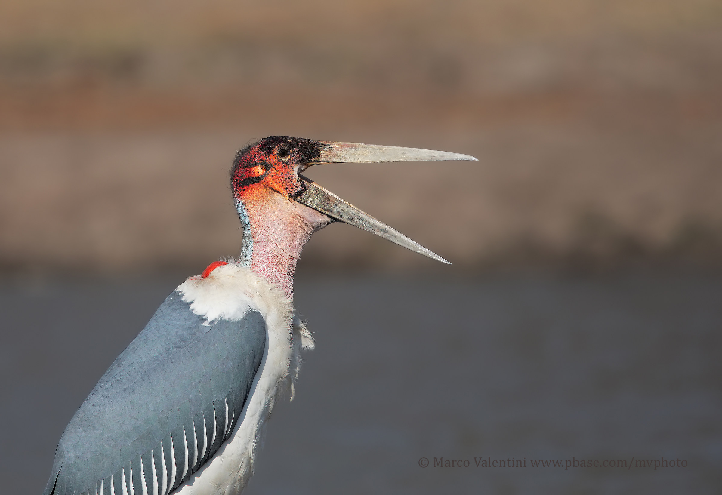 Portrait in the Ugly