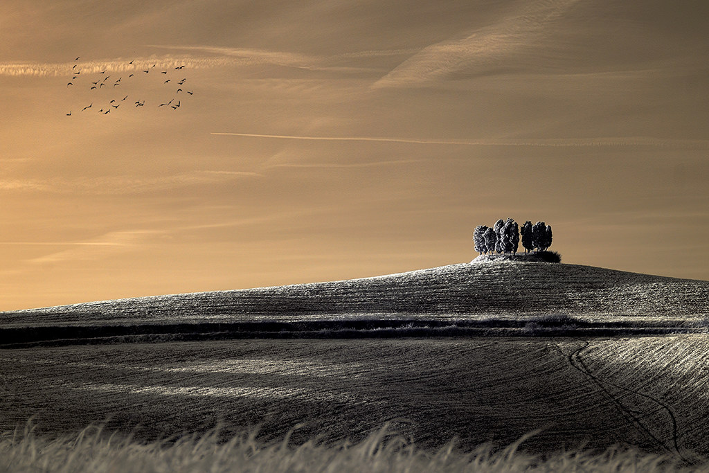 Not the usual Cipressini......