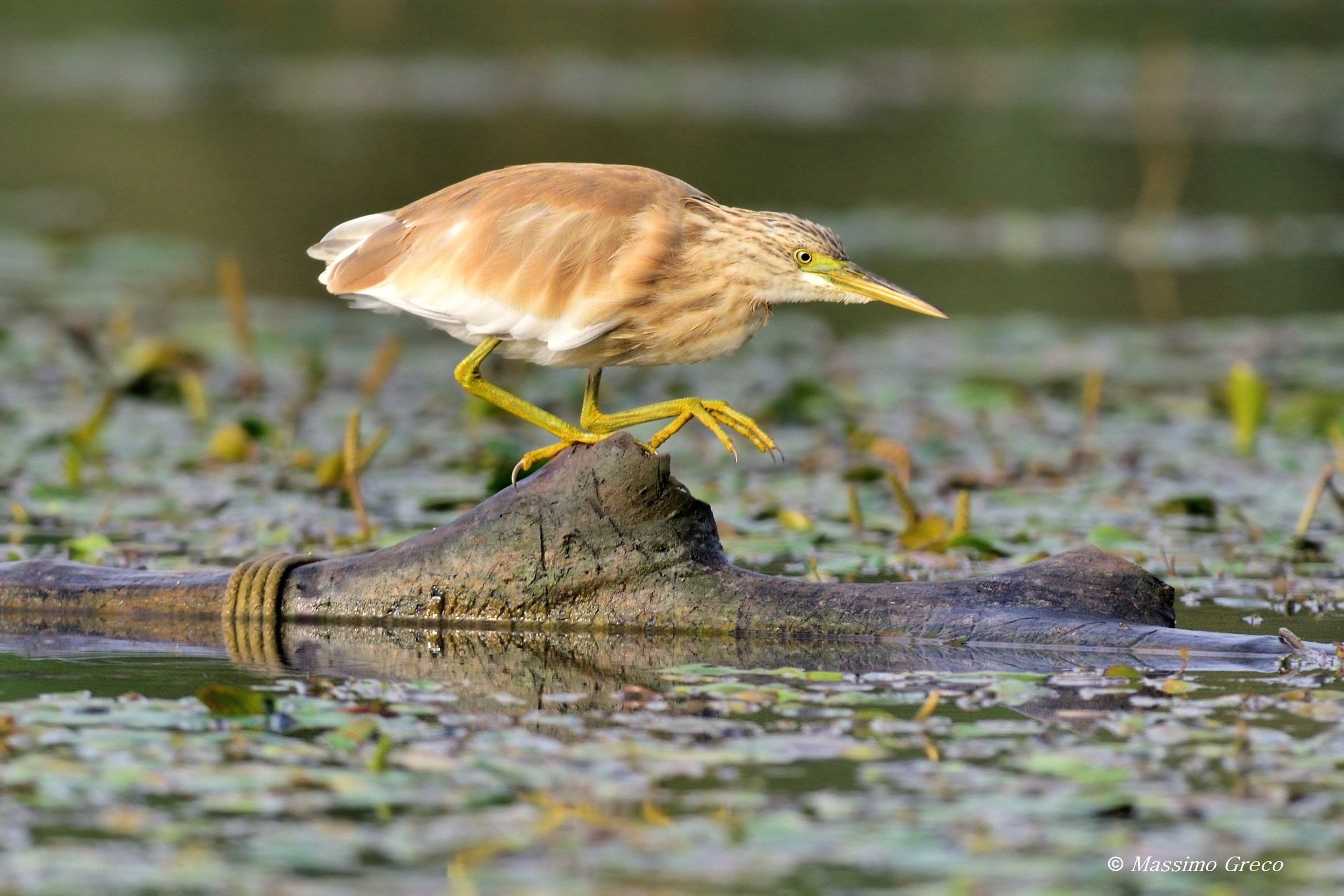 Giovane Sgarza ciuffetto (Ardeola ralloides)