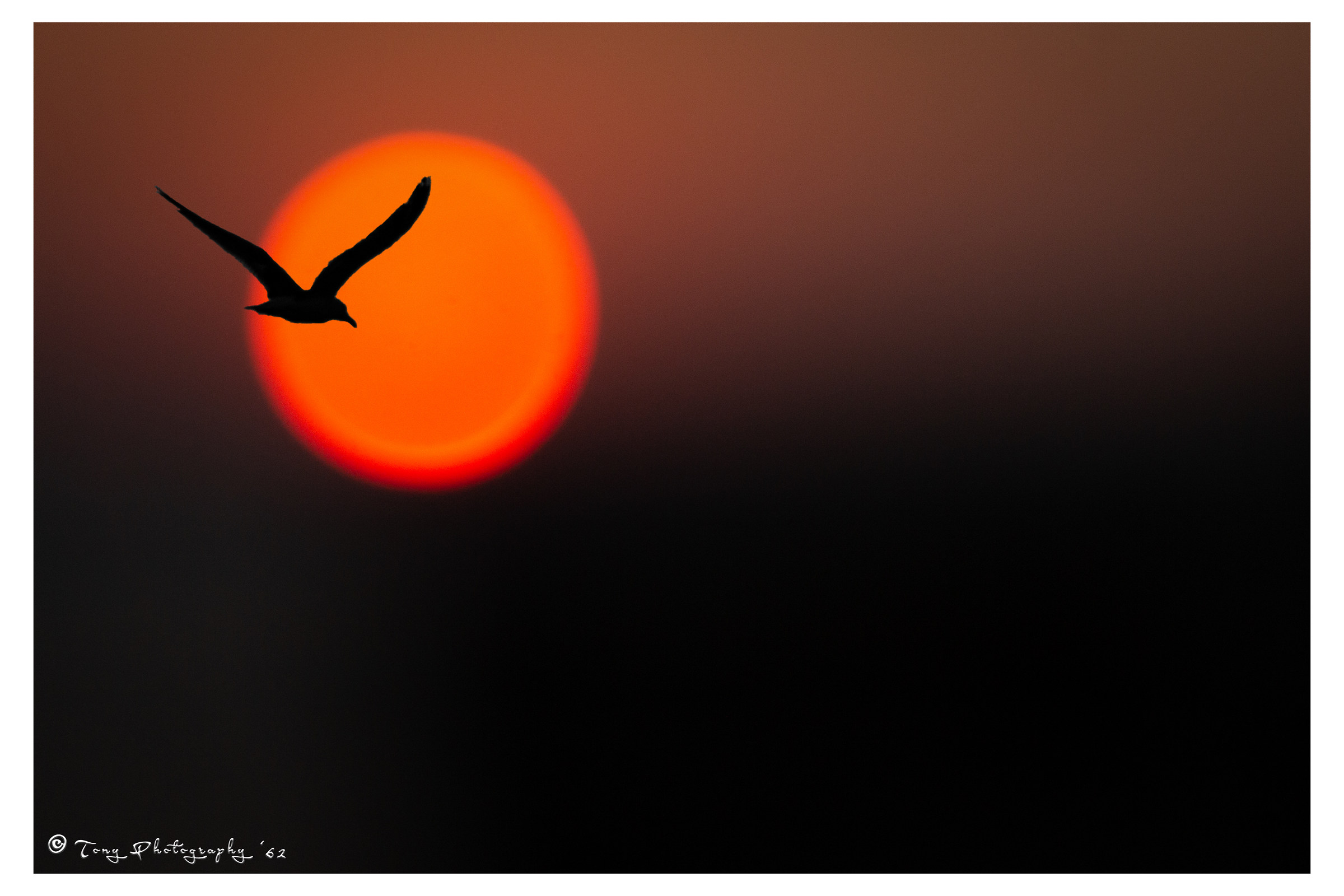 Seagull at sunset