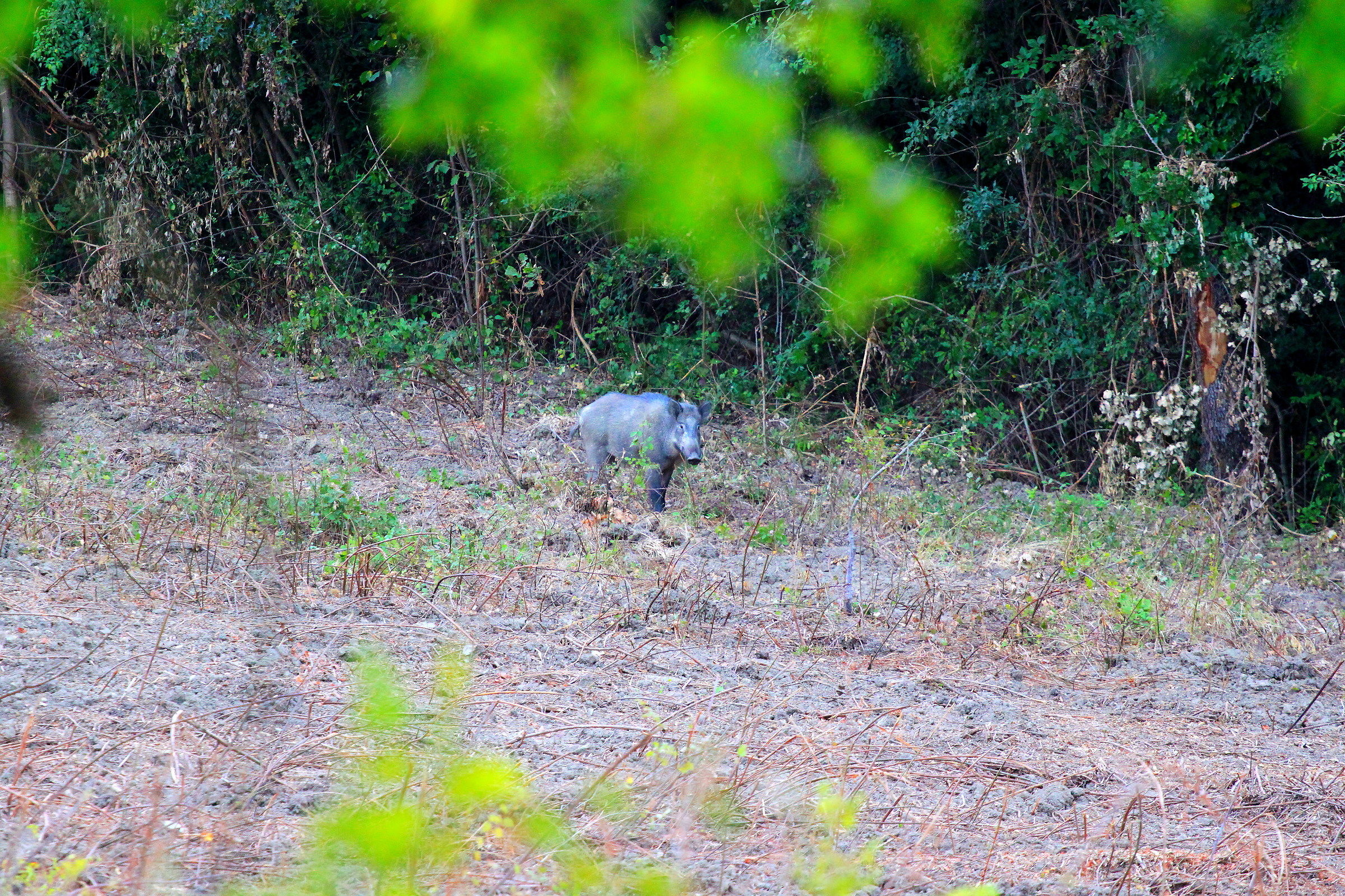 Face to face with wild boar
