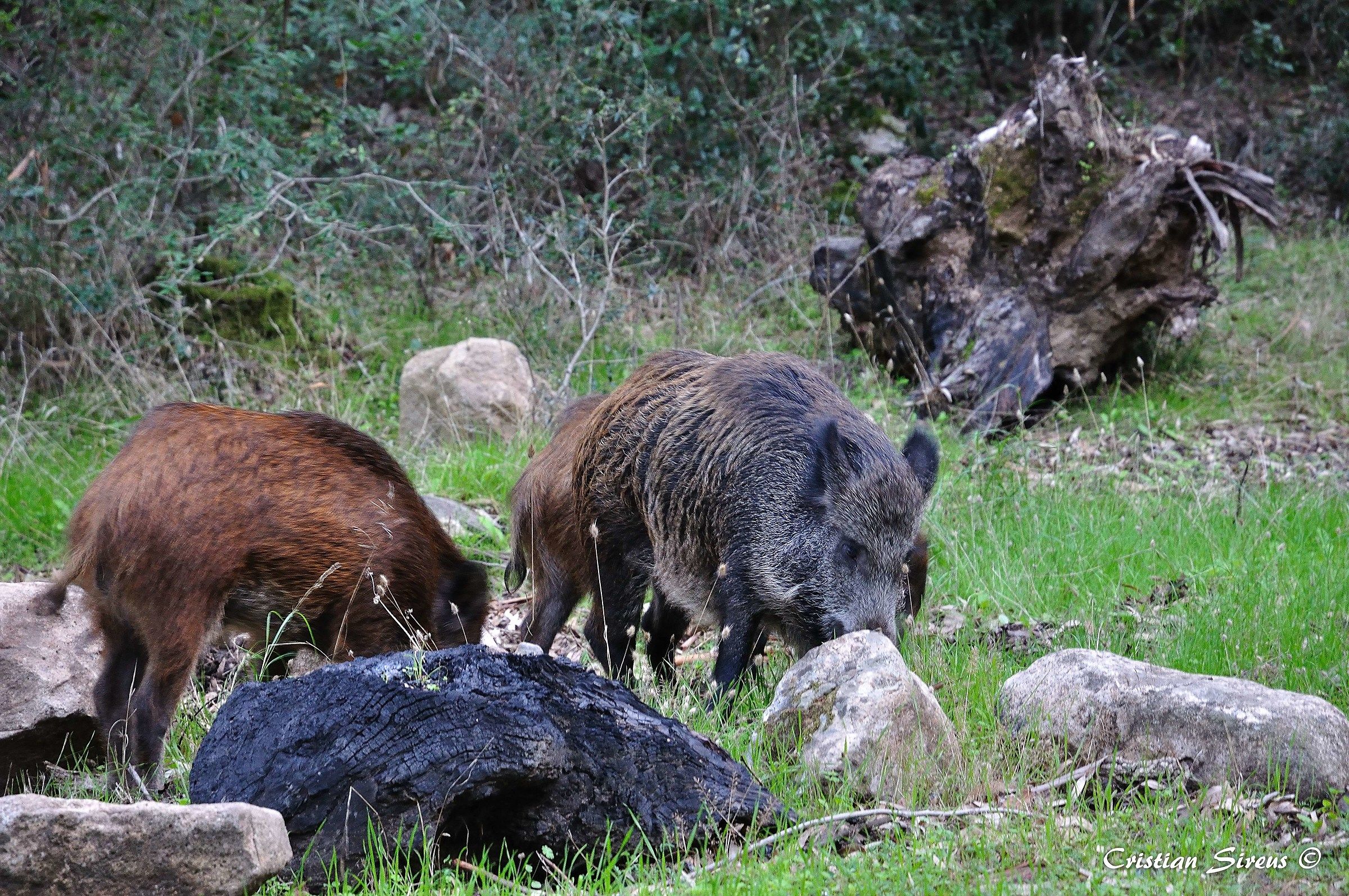 Wild boar