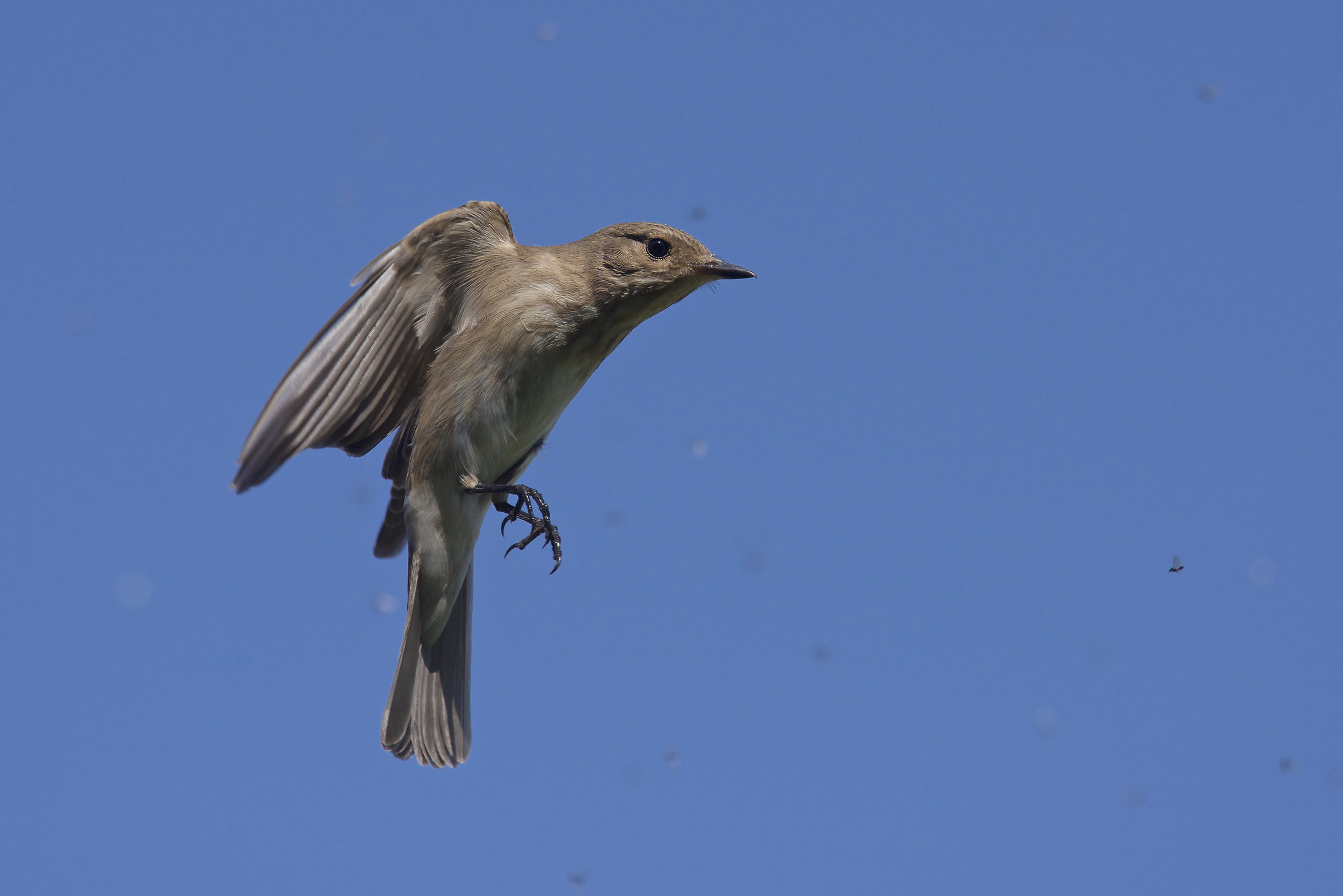 Pigliamosche in caccia