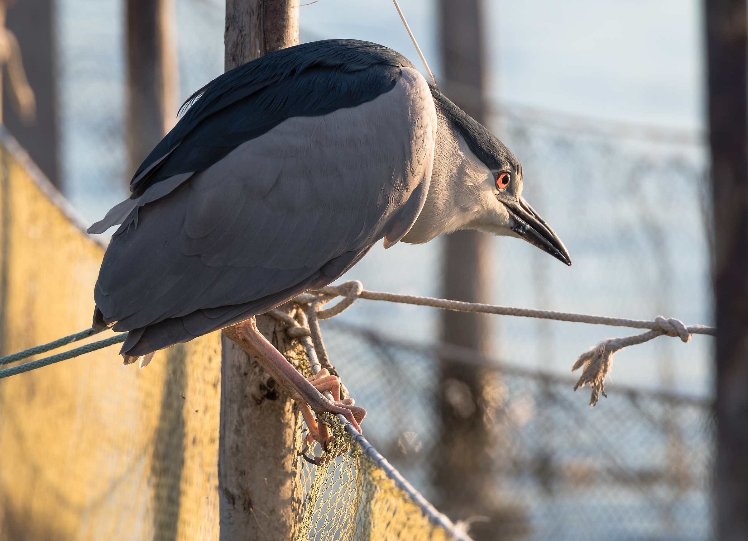 Una lama tra le reti
