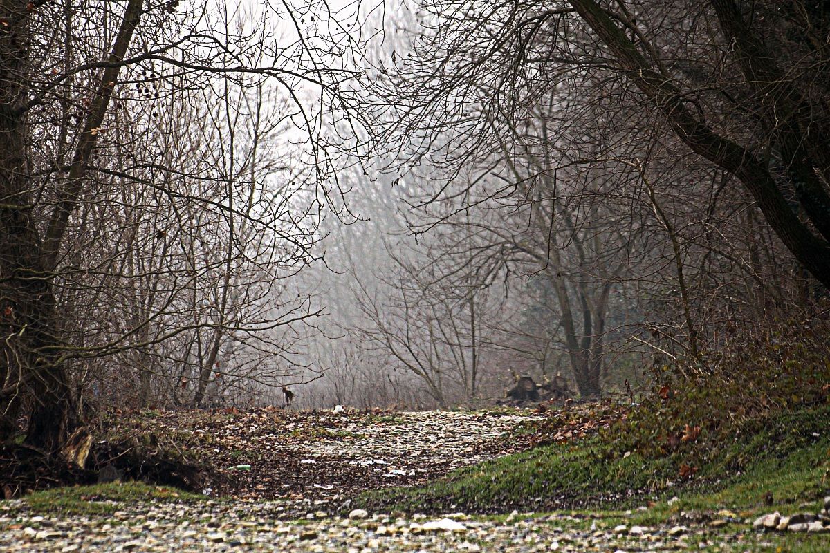 Bosco nelparco of Ticino