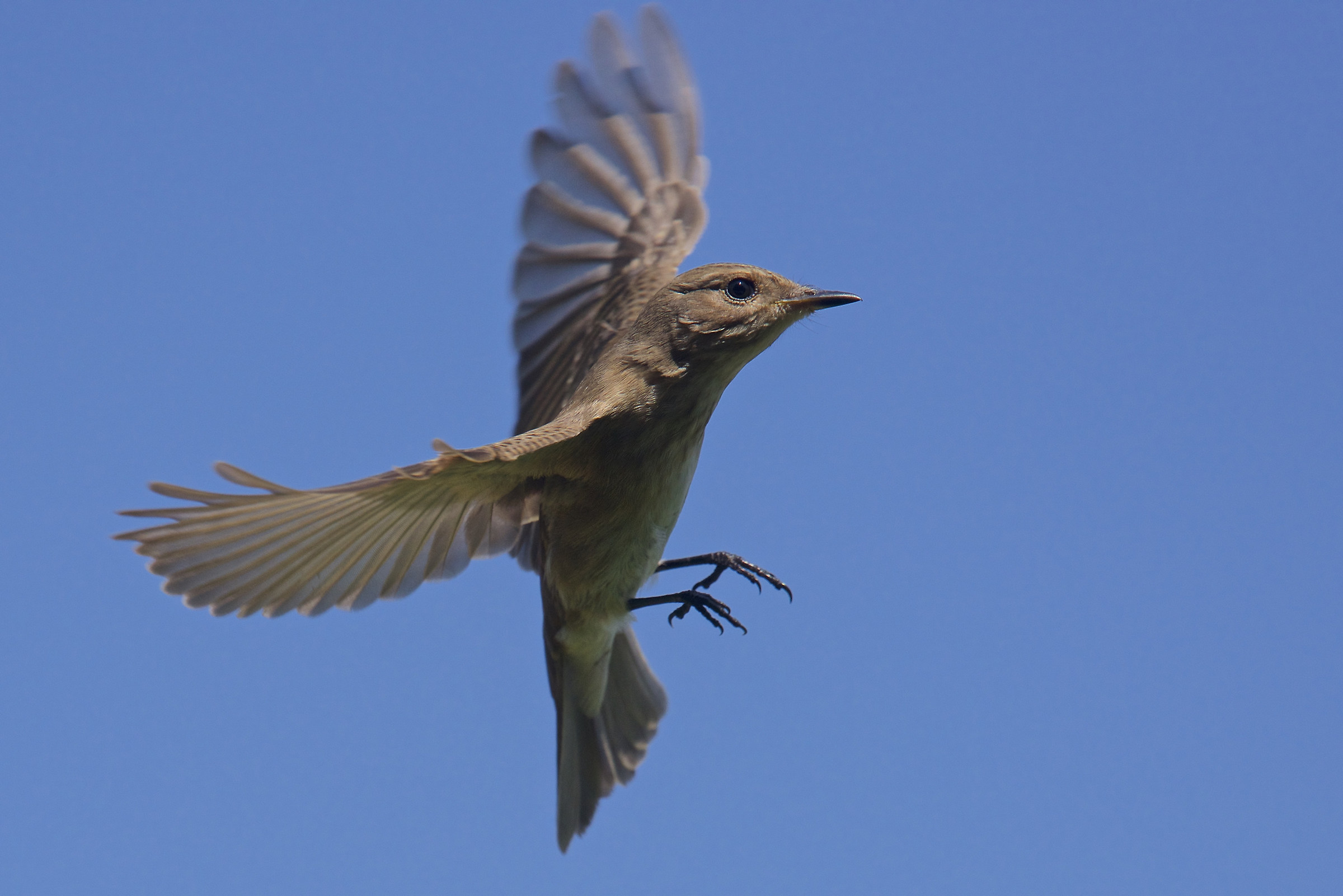 Pigliamosche in caccia