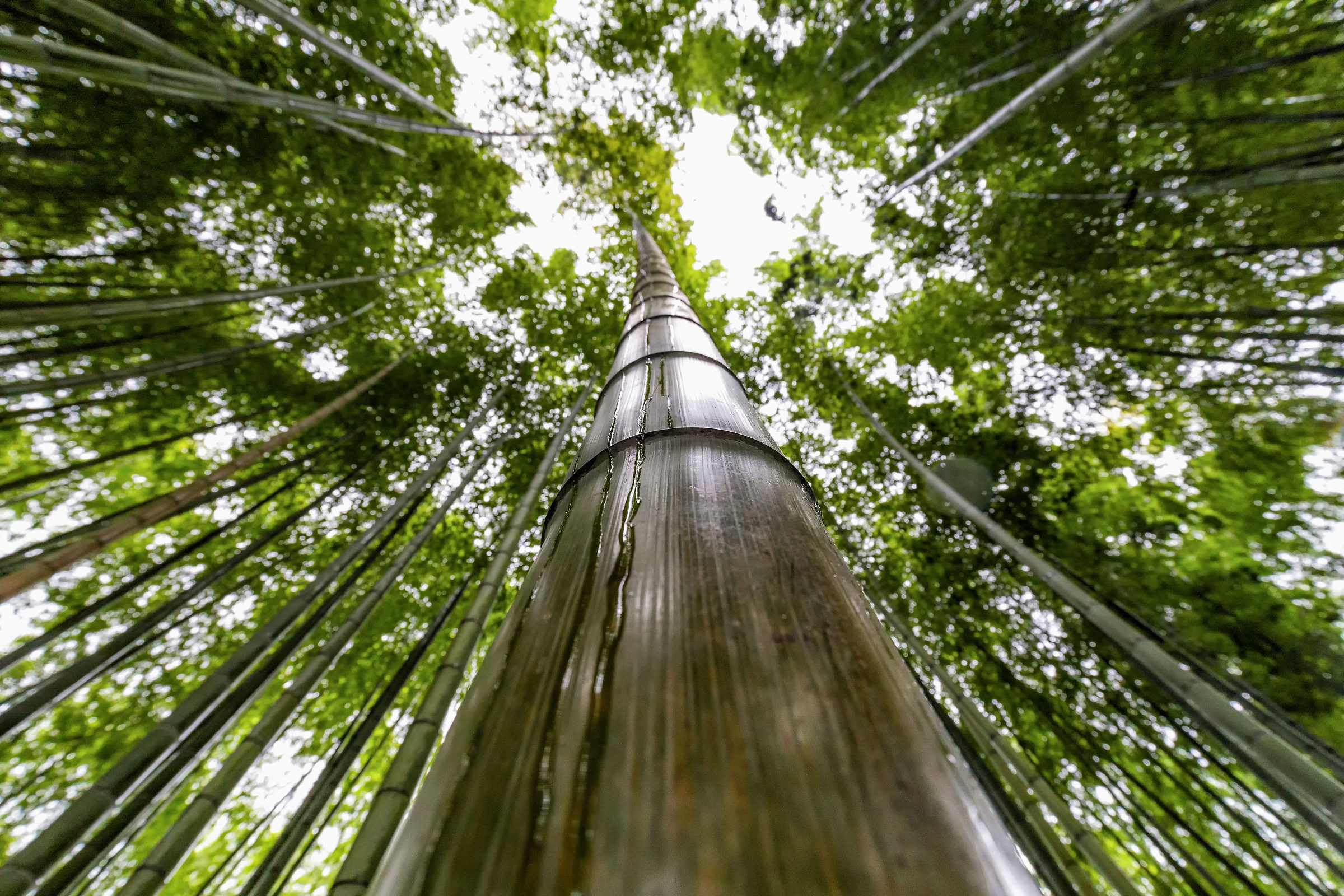 foresta di bamboo