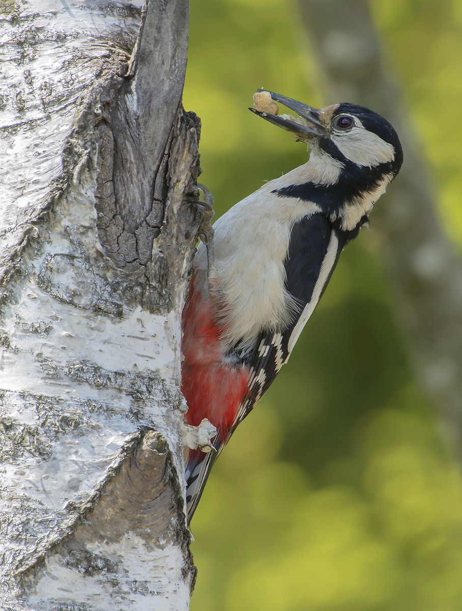 Senior Red Woodpeckers