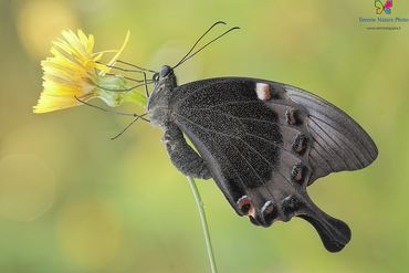 Papilio palinurus