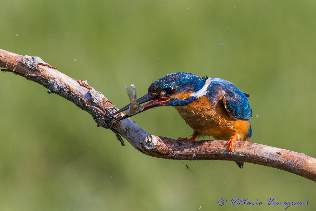 toh...un altro martino.....