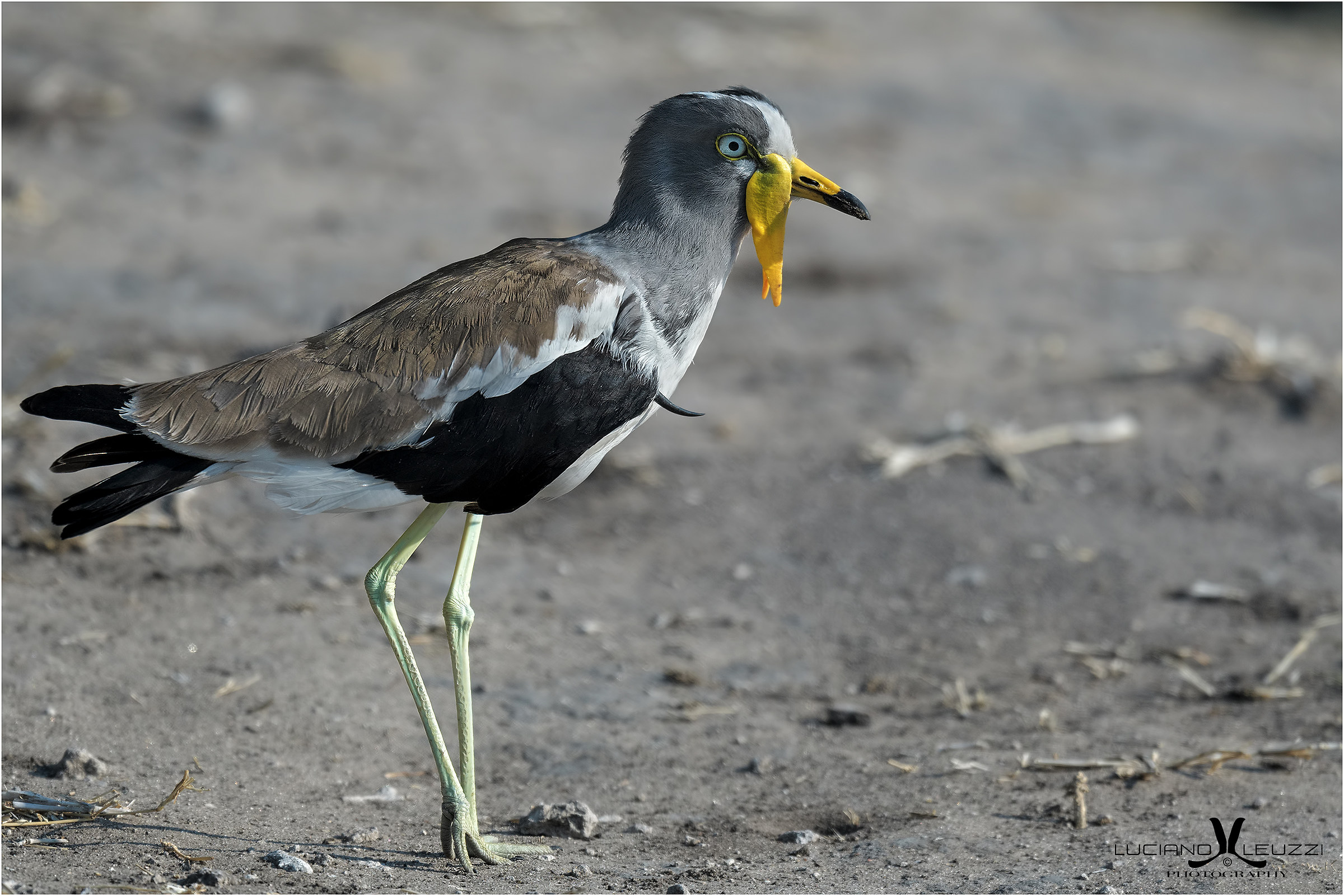 Pavoncella corona bianca