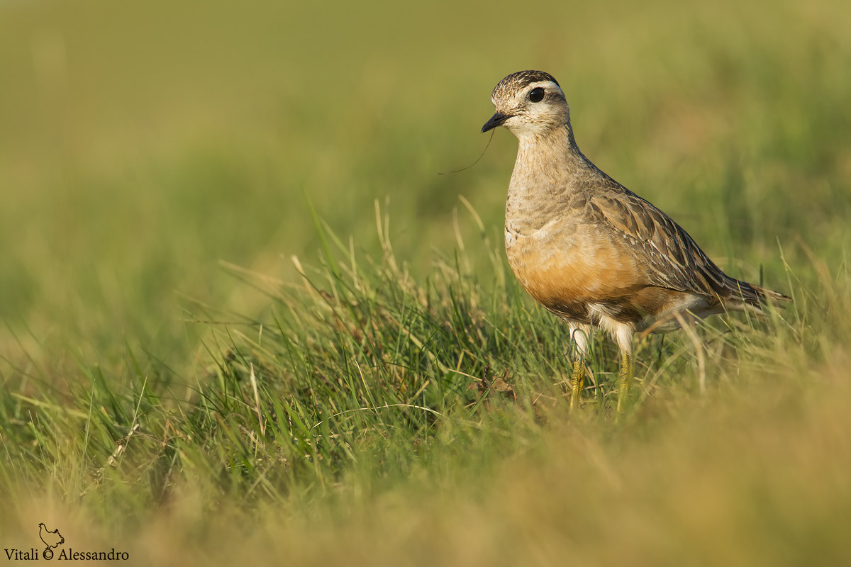 Piviere Dotterel