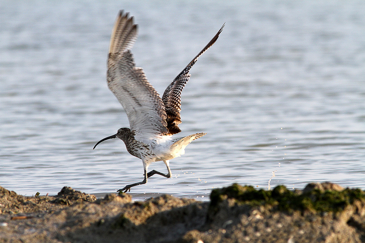 Curlew