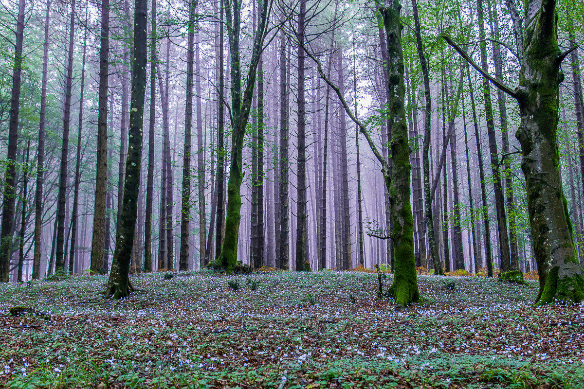Woods of Aspromonte