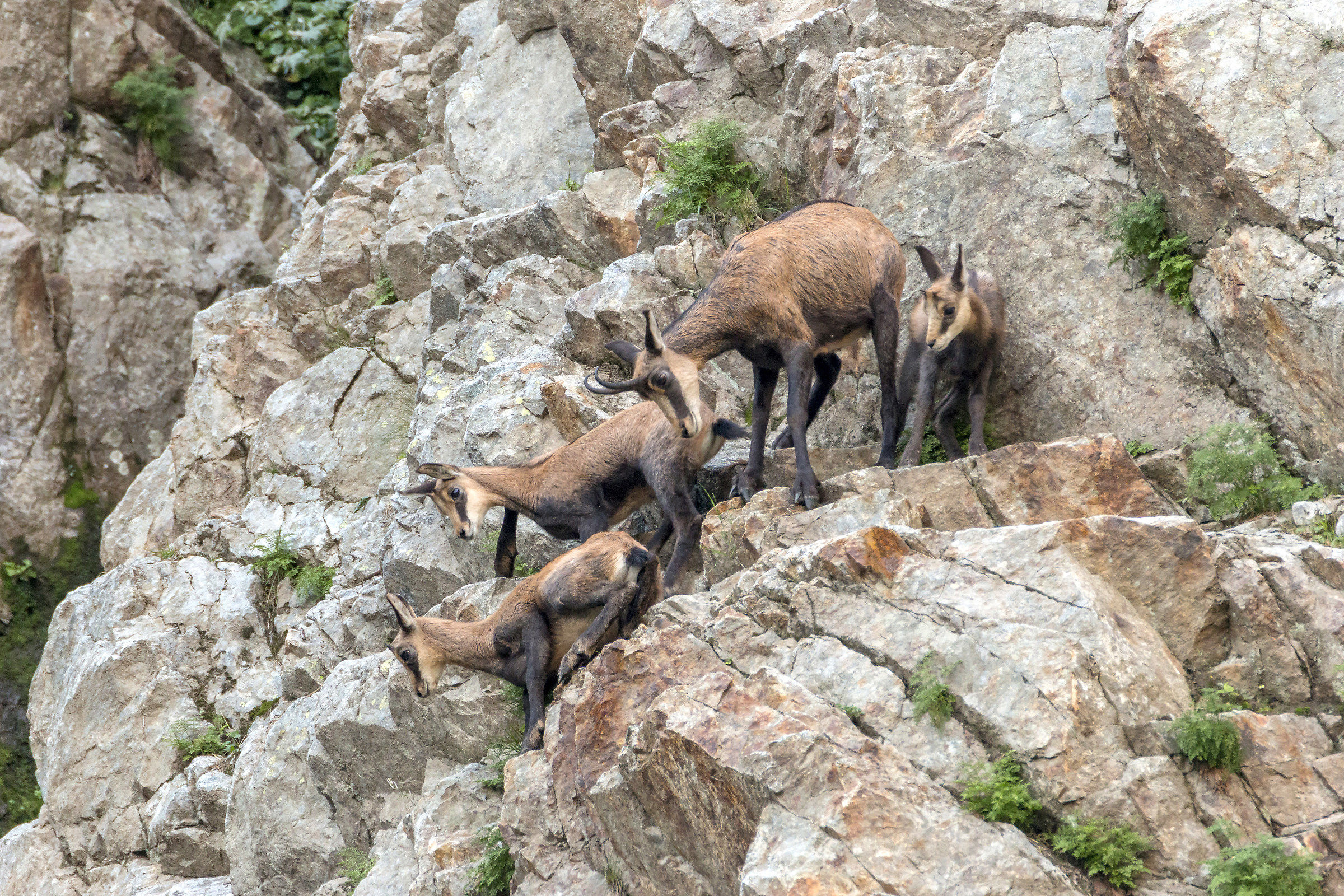 Lezioni di arrampicata