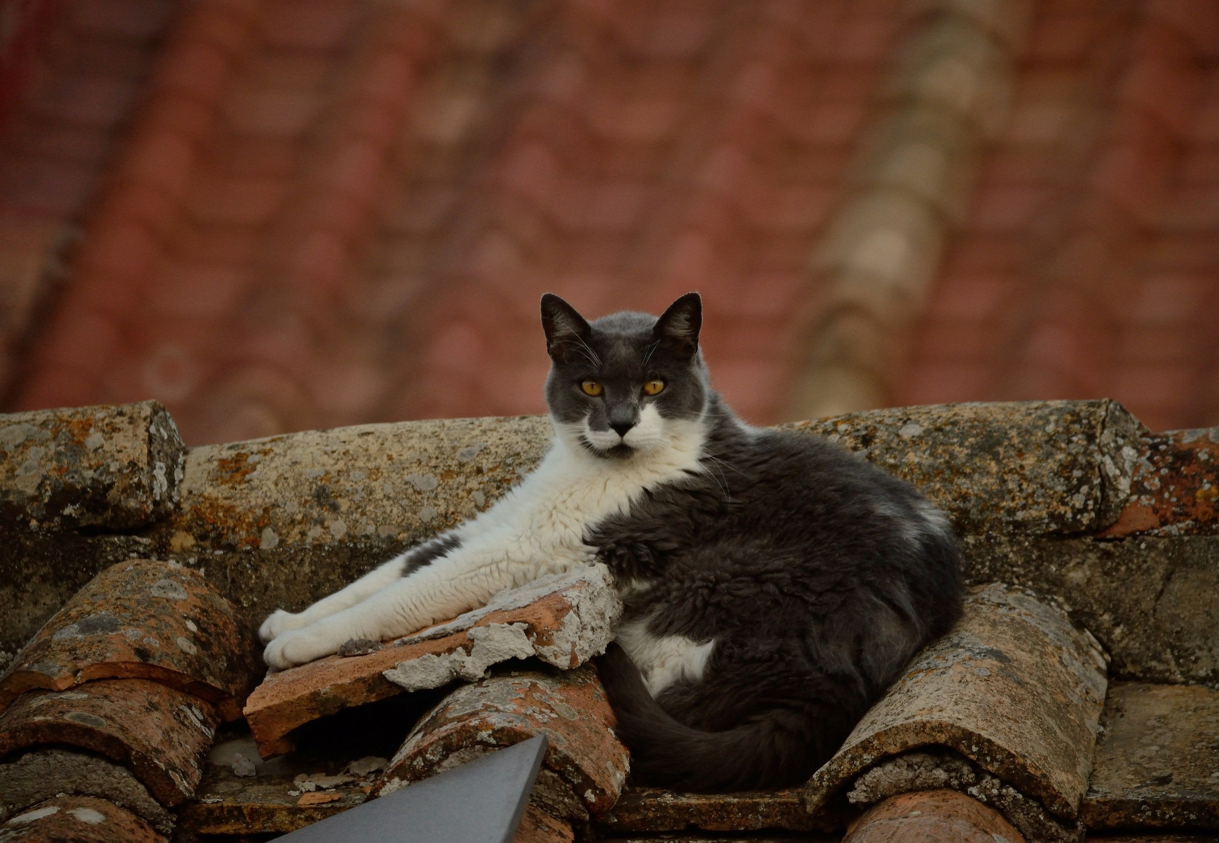 Che comodo questo tetto