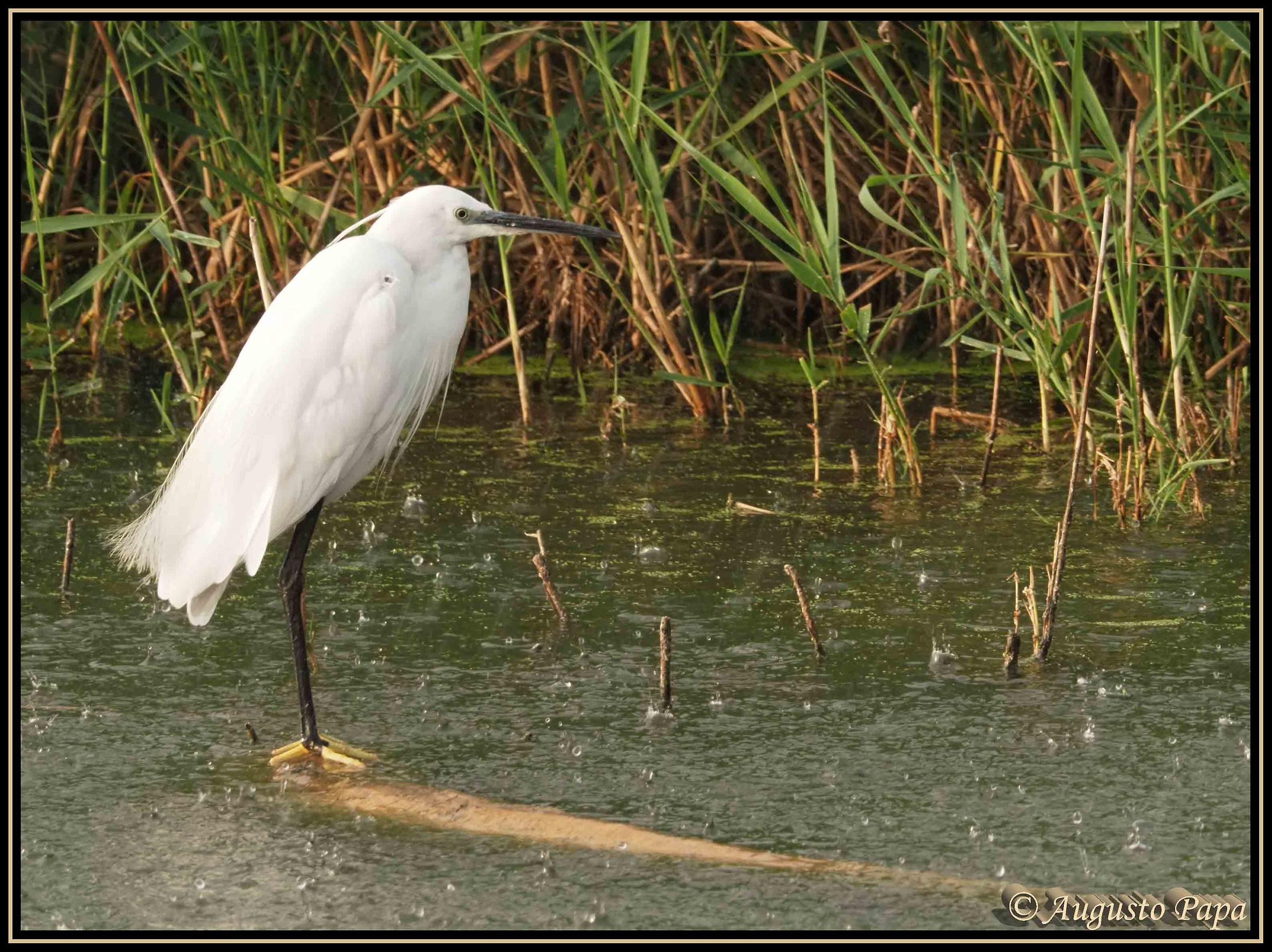 Egret