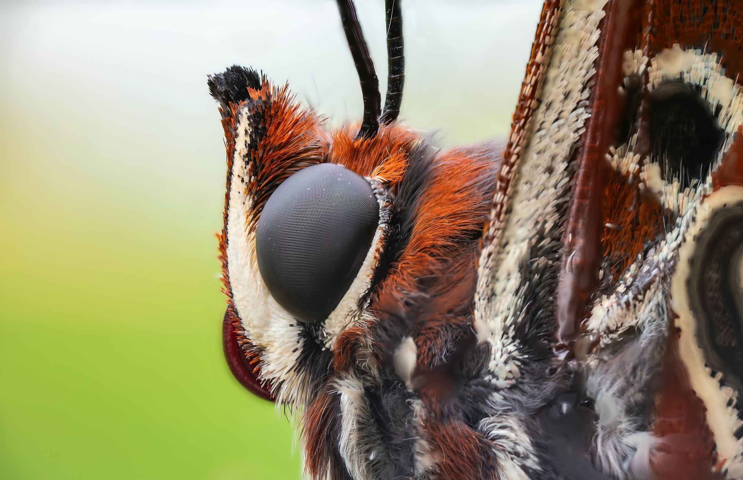 Pasha Charaxes retred head with Venus Laowa