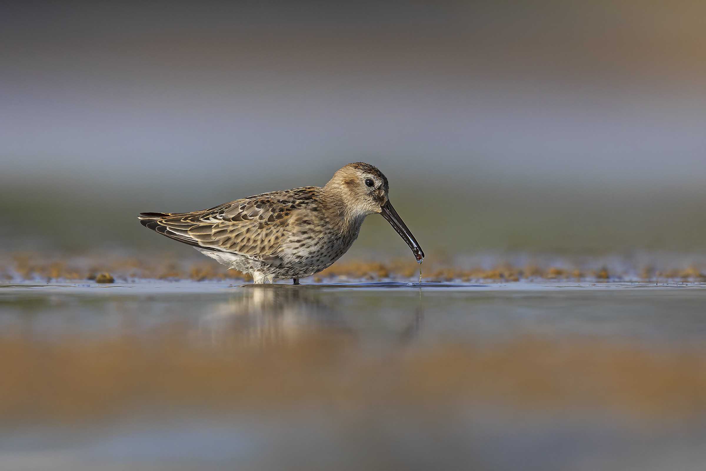 Piovanello Pancianera