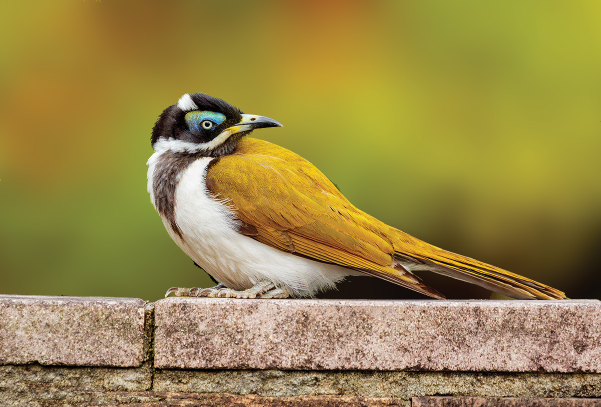 Blue-faced Honeyeater