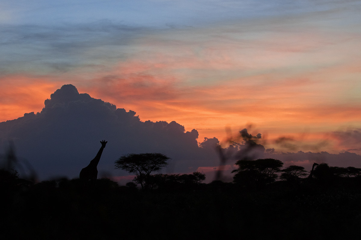 Tramonto africano con giraffa