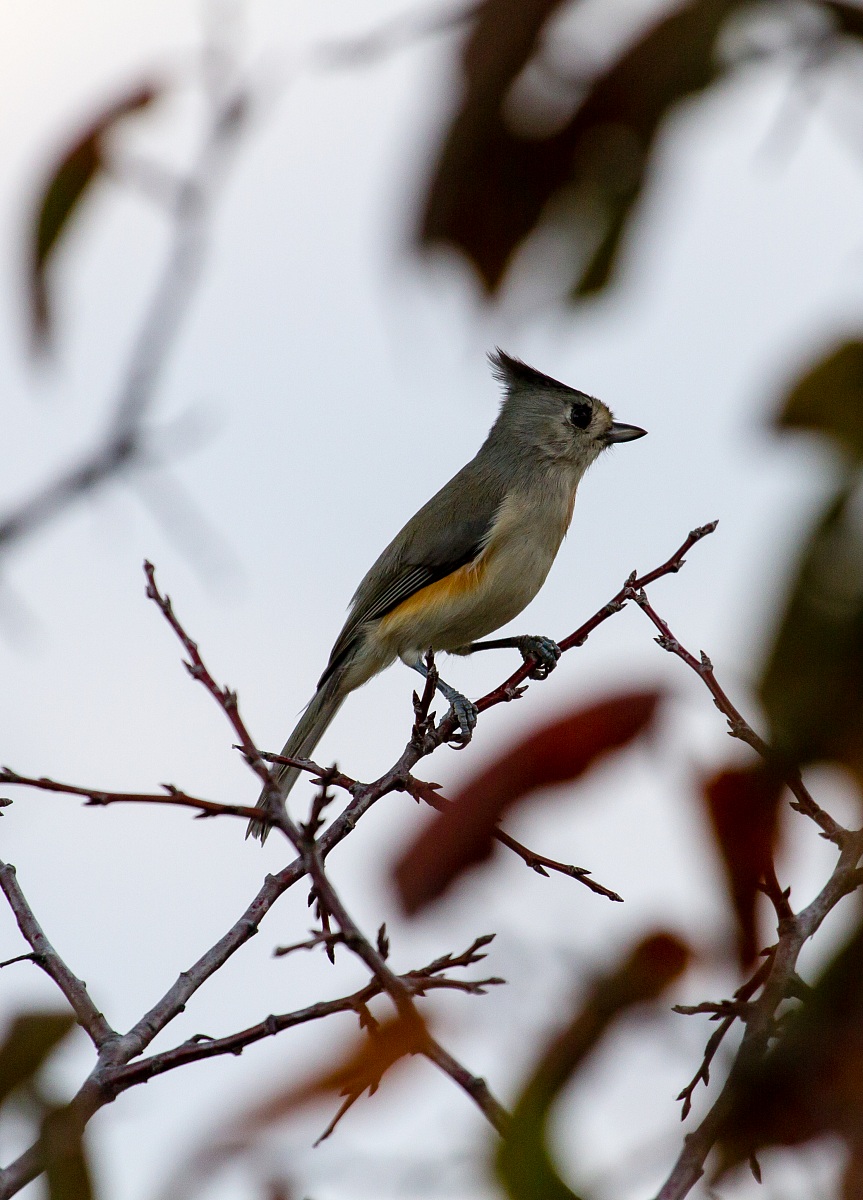Black-crested Titmouse