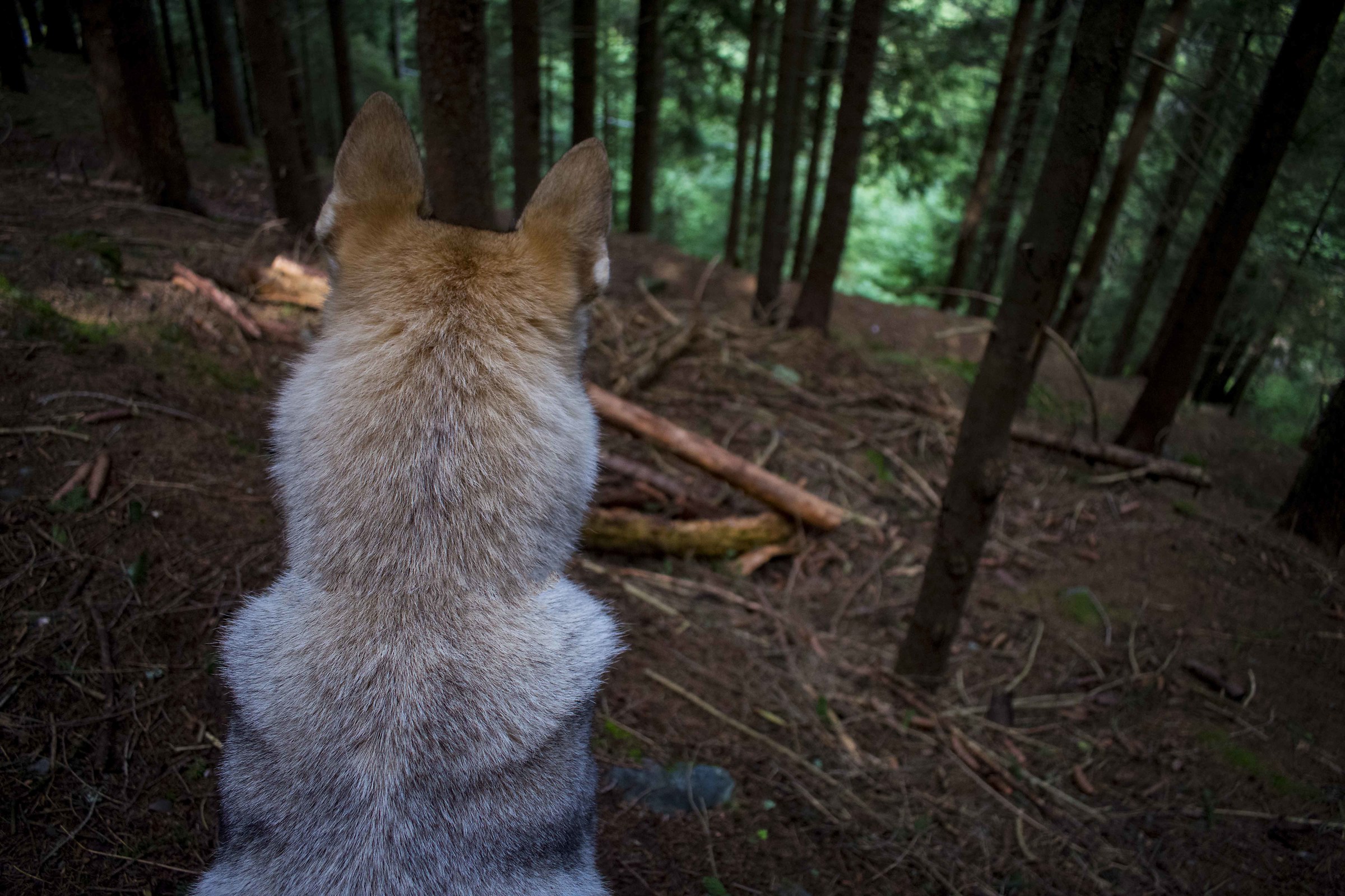 l'osservatrice nascosta