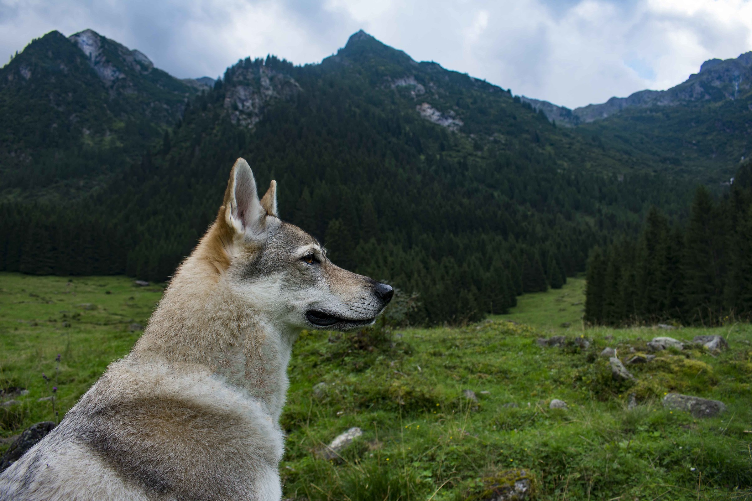 la mia concezione di perfezione