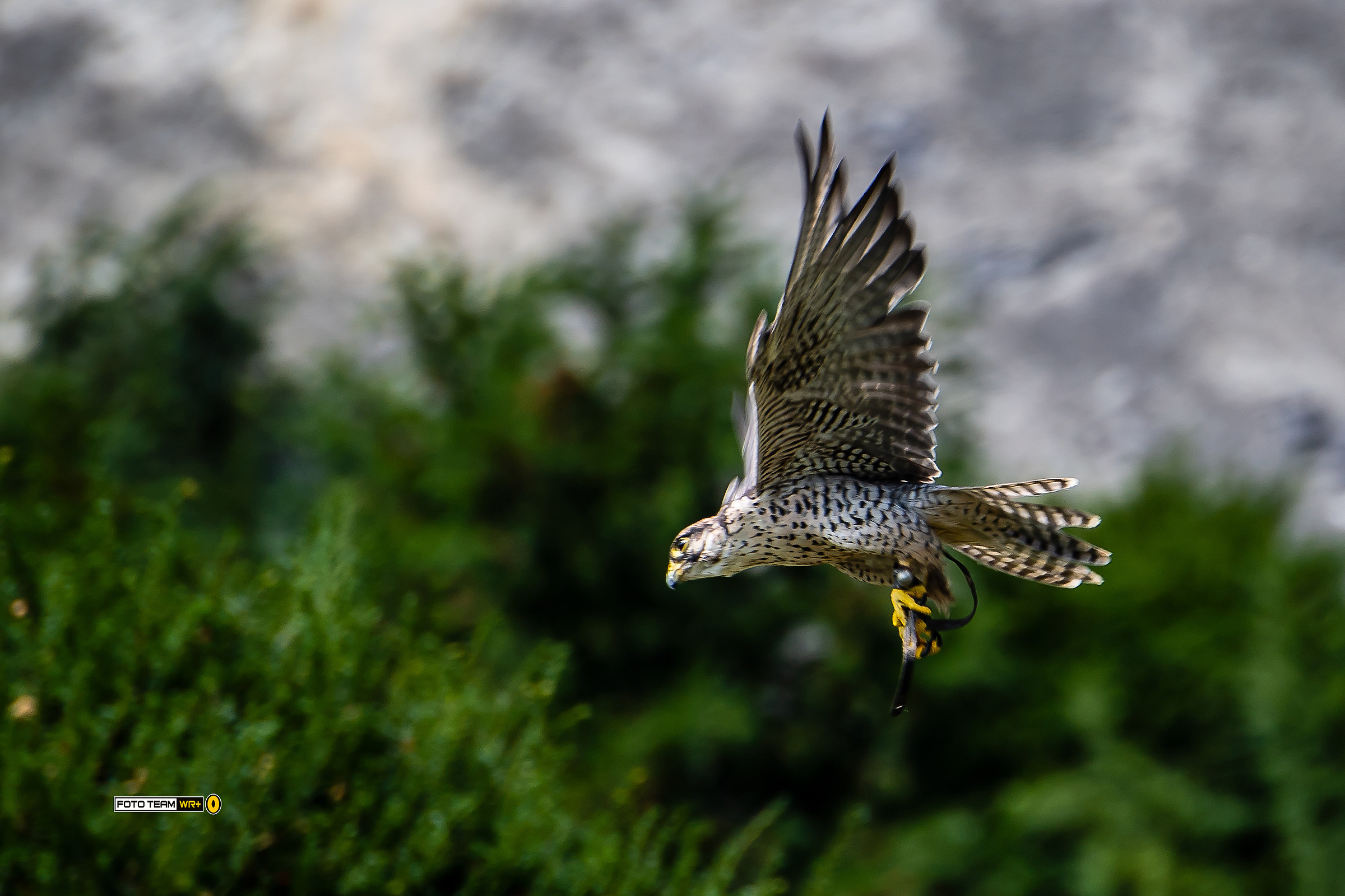 Il volo del falco - 2