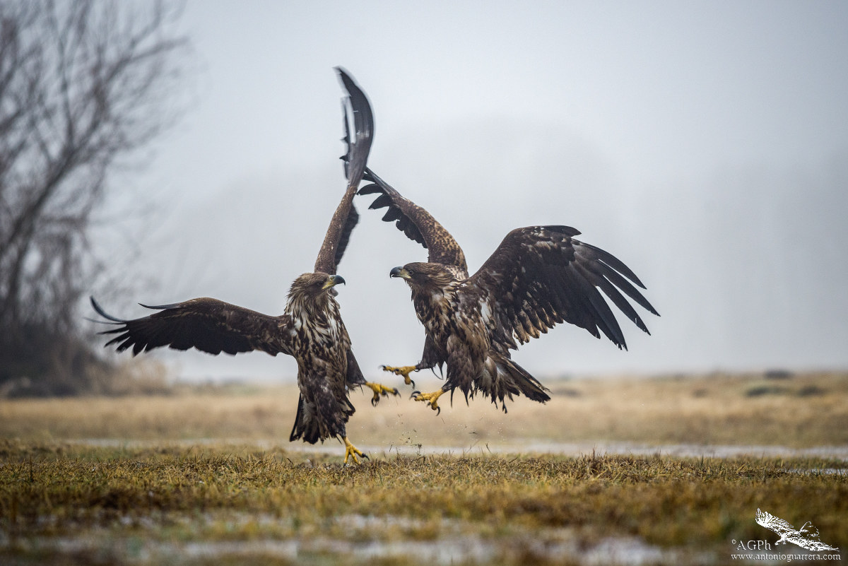 Juvenile disputes-Sea Eagle