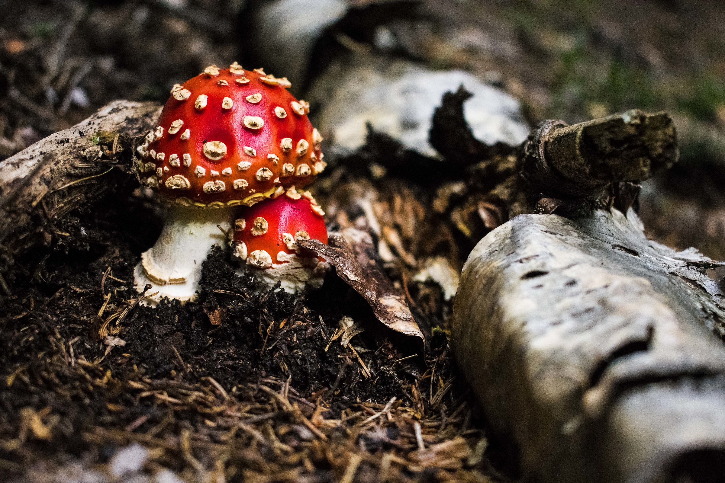 Beautiful and poisonous